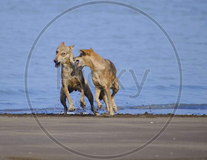 Two Brown Dogs Playing At Beach Early Morning