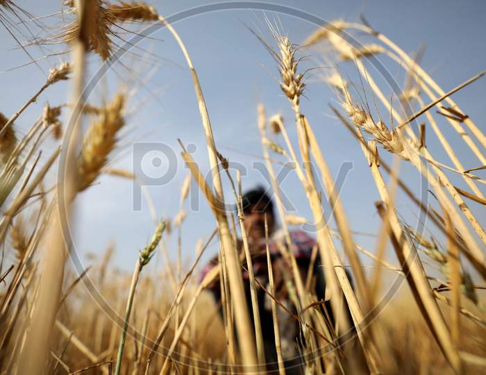 Farmer  Working In His Wheat Fields  During Nationwide Lockdown In Wake Of Coronavirus or COVID-19 Pandemic In Prayagraj, March 14, 2020.