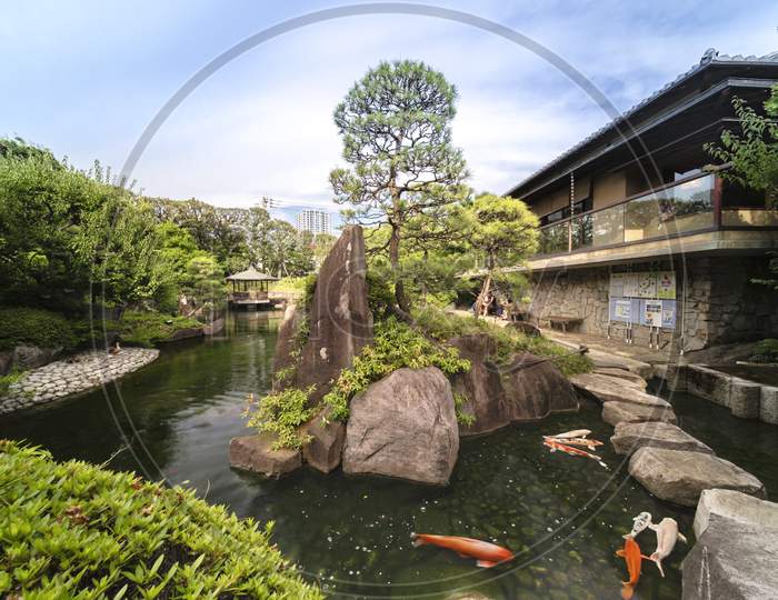Orange Japanese Carp Koi In The Central Pond Of Mejiro Garden Which Is Surrounded By Large Flat Stones Under The Foliage Of The Momiji Maple Trees And Pines. Set On The Pond, The Hexagonal Gazebo Has A Wickerwork Ceiling That Beautifully Reflects The Light From The Surface Of The Water.