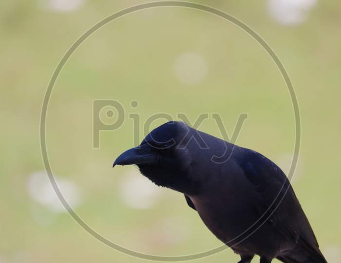 grey necked crow ( house crow) on blurred background, bird background