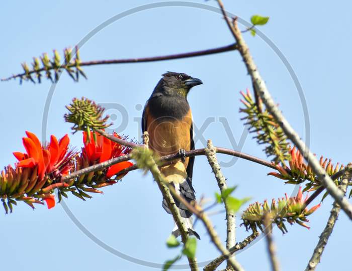 Asian Bulbul in flower branches during the Spring season