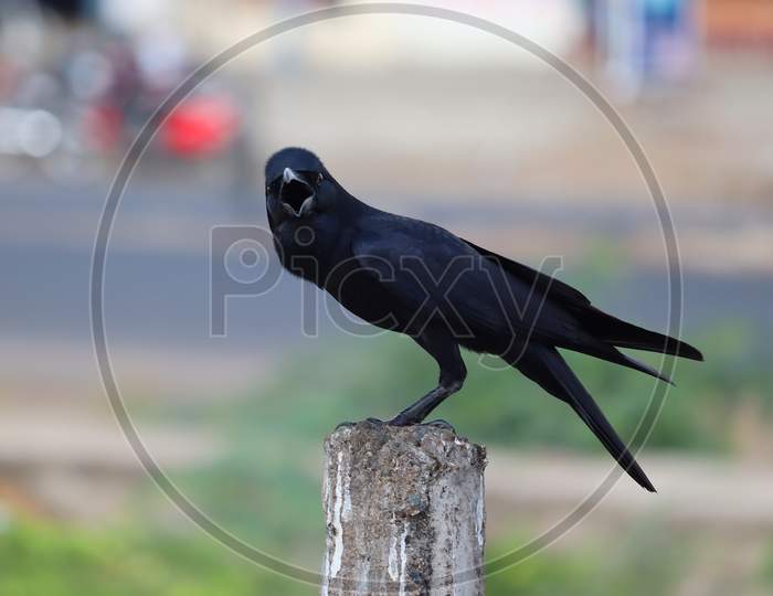 side view of carrion or common crow ( himalayas corvus) looking  at the camera, bird background