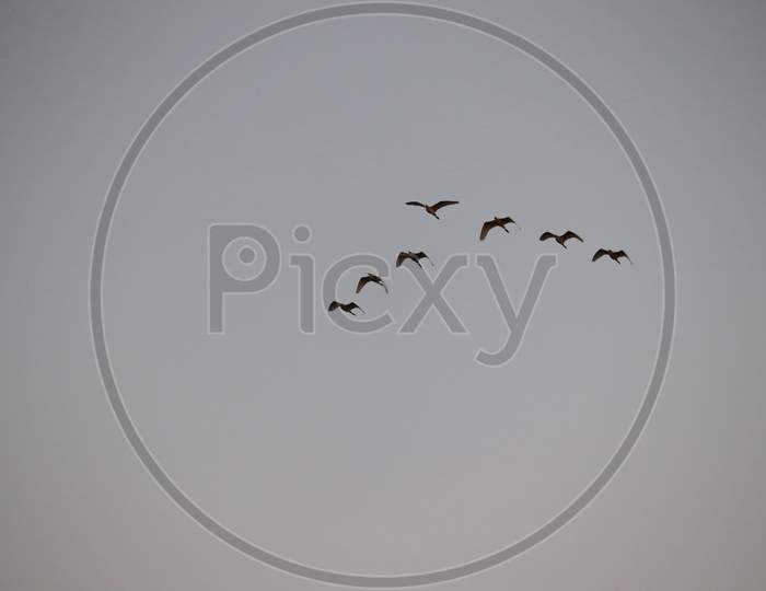 seven great egrets ( white heron) flying in the sky, , birds  background
