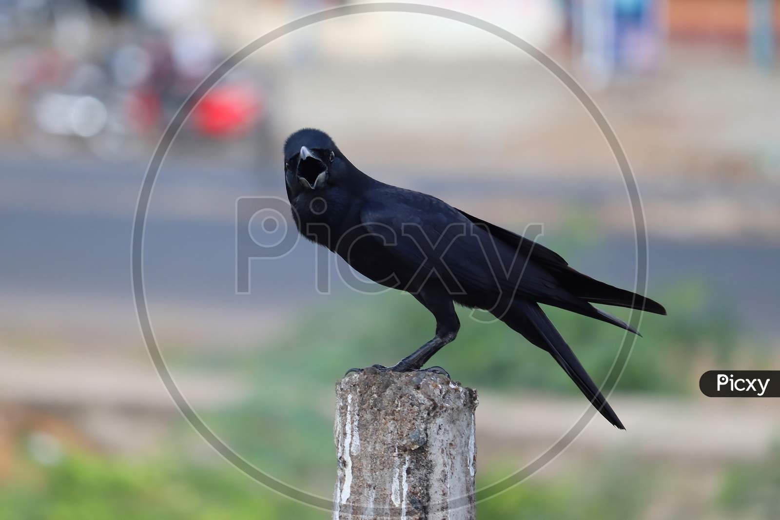 side view of carrion or common crow ( himalayas corvus) looking  at the camera, bird background
