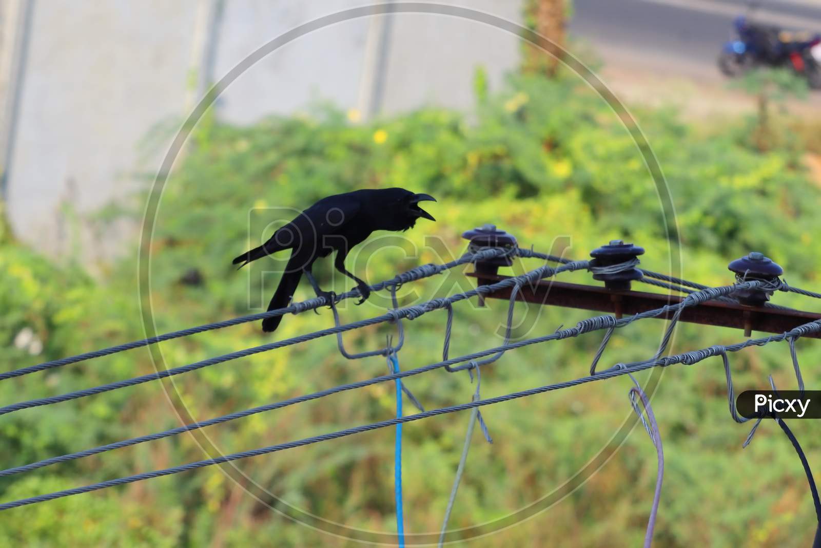 side view of carrion crow ( himalayas corvus) sitting on wire in the summer, bird background