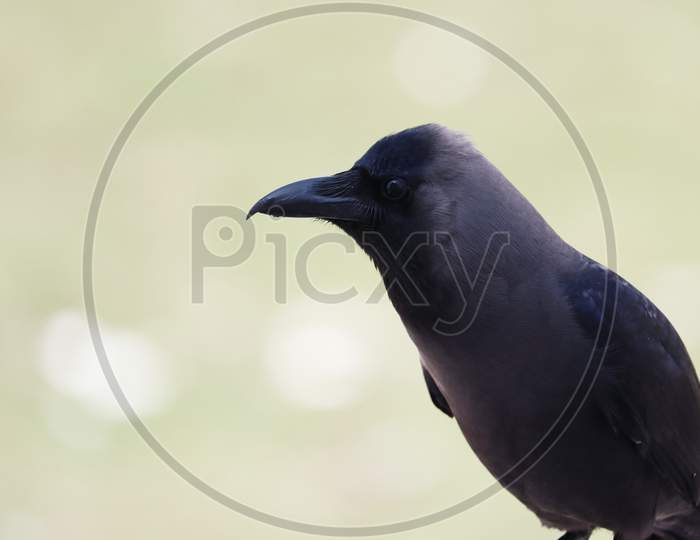 portrait of grey necked crow ( house crow) on blurred background