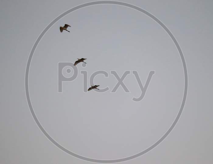 three great egrets ( white heron) flying in the sky, , birds  background