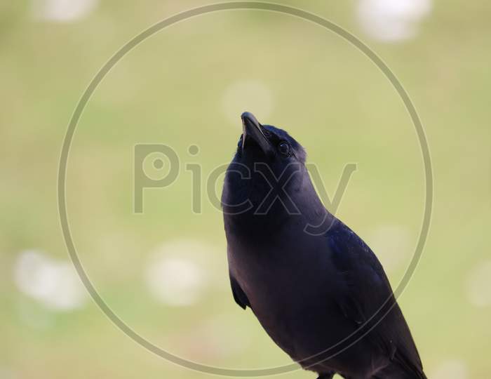 closeup of a house crow looking at the sky , background