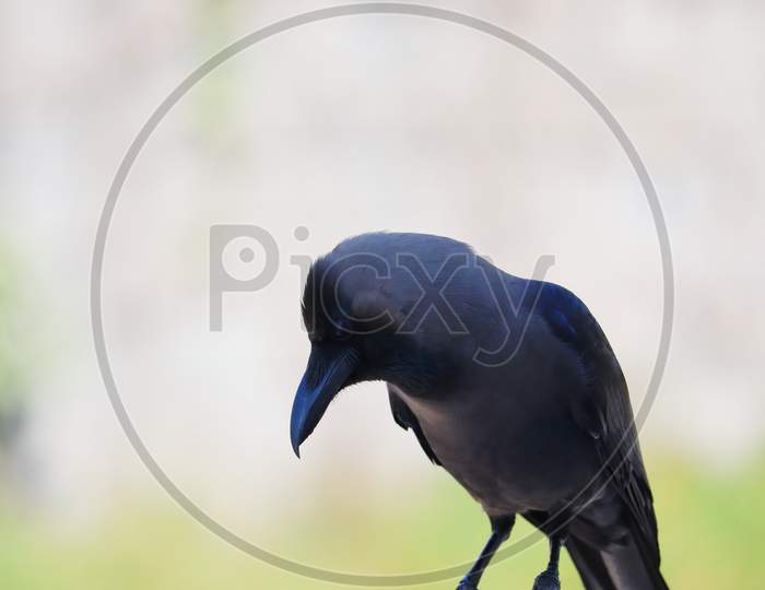 closeup of a house crow looking at the ground in summer season