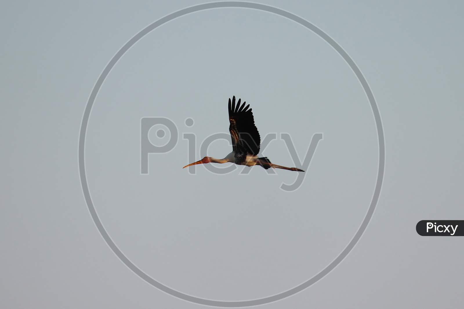 side view  of male  painted stork flying in the sky, close up of bird flight, background