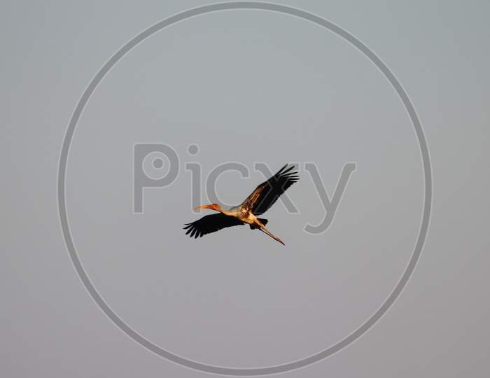 close up of male  painted stork flight in the sky, bird background