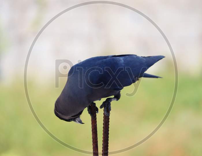 A house crow perching on iron  bars and looking at the  down, bird background