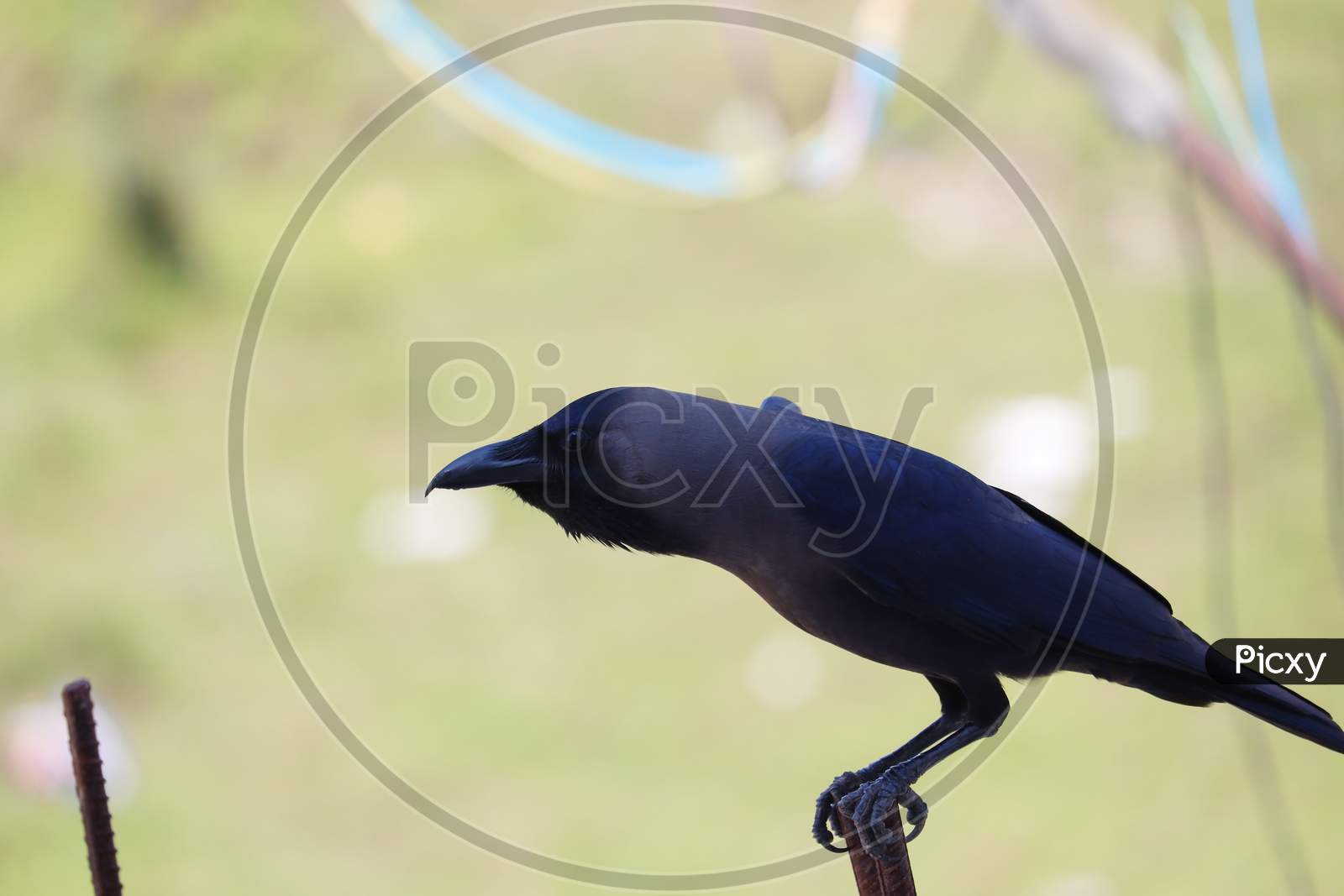 side view of indian house crow perching iron pole, bird  image with blurred background