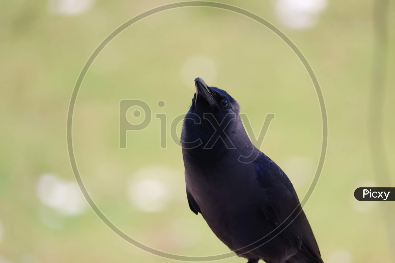 closeup of a house crow looking at the sky , background