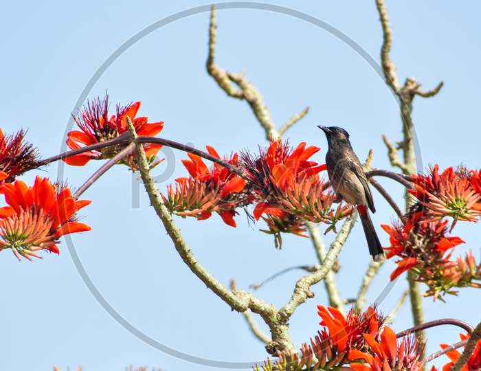 The Bulbuls Are A Family, Pycnonotidae, Of Medium-Sized Passerine Songbirds. Many Forest Species Are Known As Greenbuls, Brownbuls, Leafloves, Or Bristlebills.