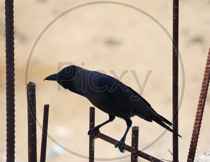 close up of a house crow perching iron  bars , bird background