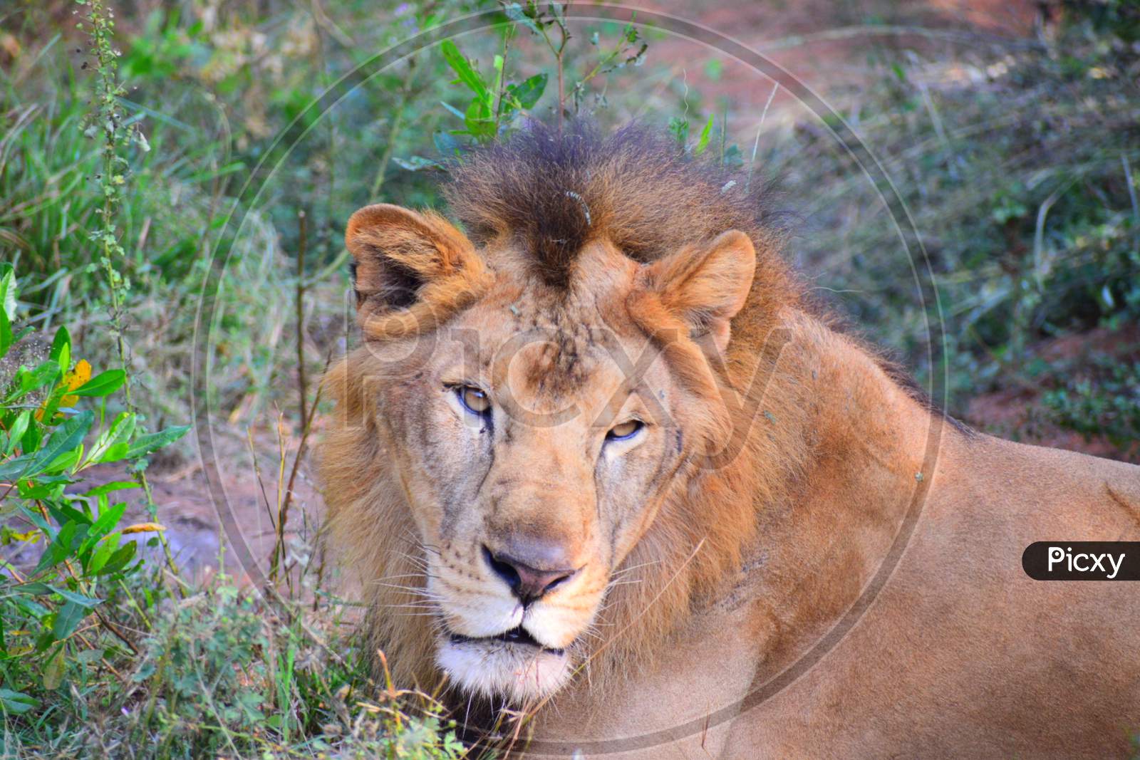 Lion the king of jungle Wildlife