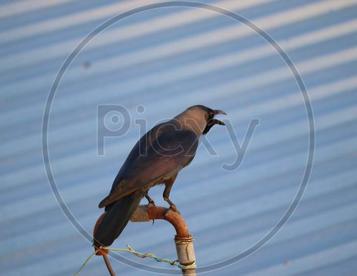 Close Up Of Grey Necked Crow ( House Crow)