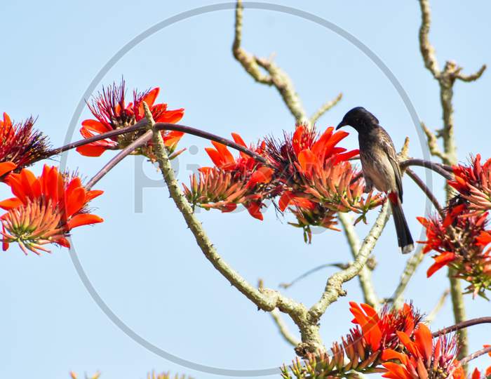 Asian Bulbul in flower branches during the Spring season