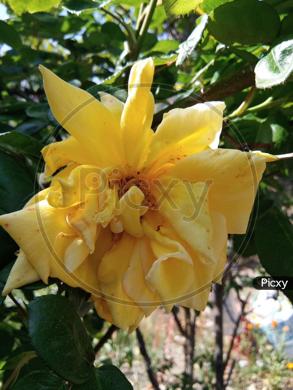 The very  beautiful and pretty Yellow petal Rose flower with green leaves background.