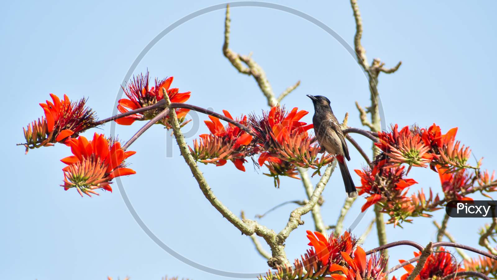 The Bulbuls Are A Family, Pycnonotidae, Of Medium-Sized Passerine Songbirds. Many Forest Species Are Known As Greenbuls, Brownbuls, Leafloves, Or Bristlebills.