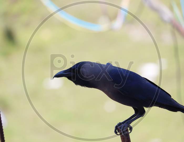 side view of indian house crow perching iron pole, bird  image with blurred background