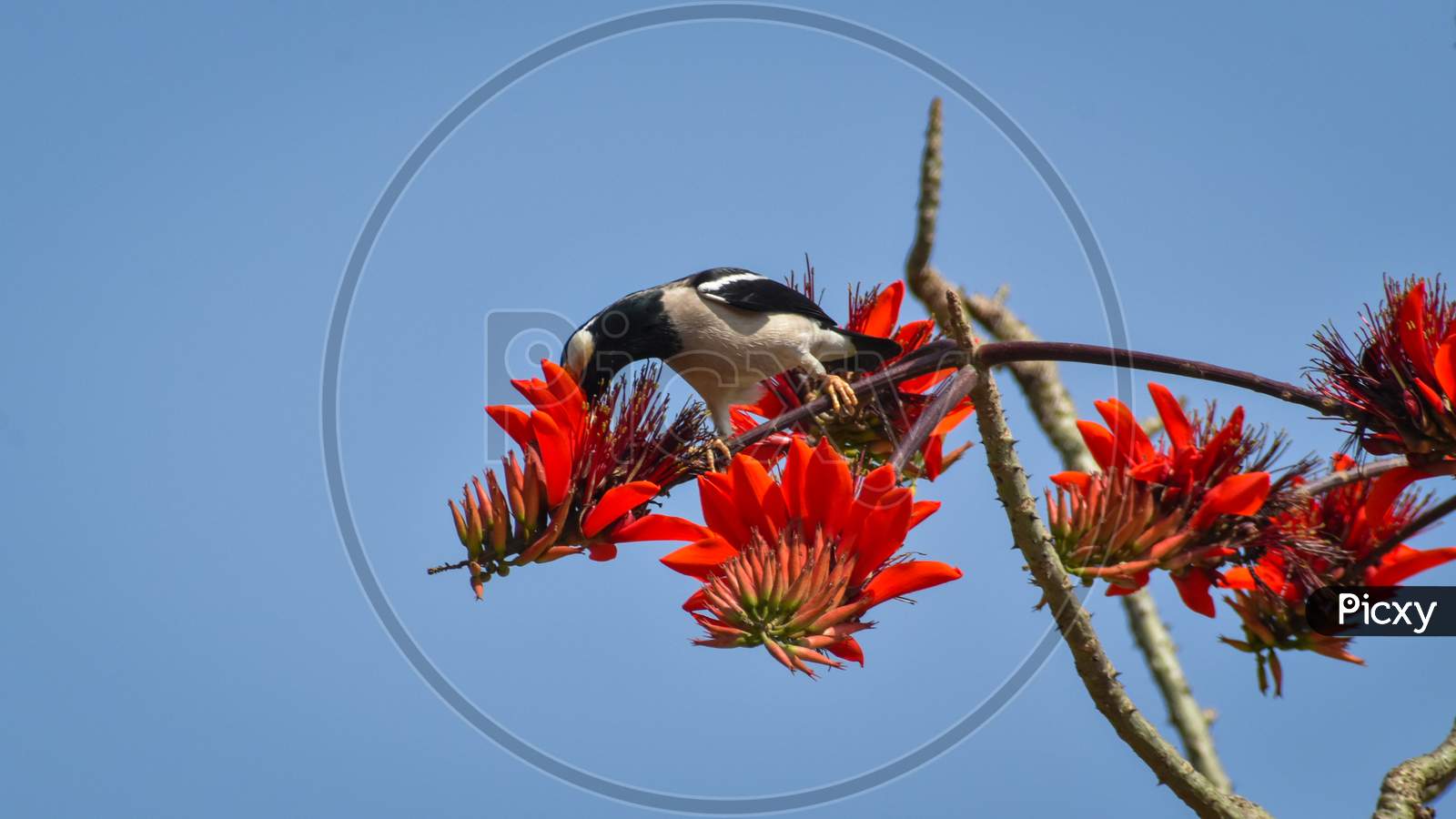 Bird Drinking Honey From The Flower During The Spring Season.