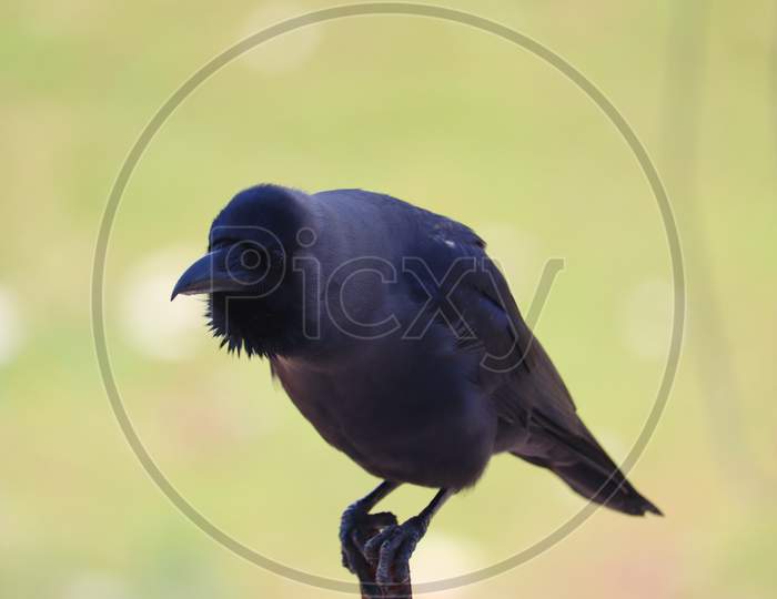 close up of a house crow perching iron  bars, black bird background