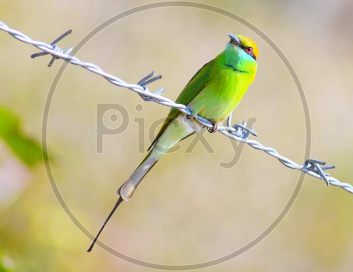 Bee eater on wire fencing