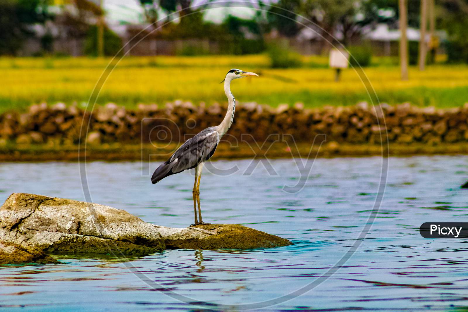 a bird near a water body