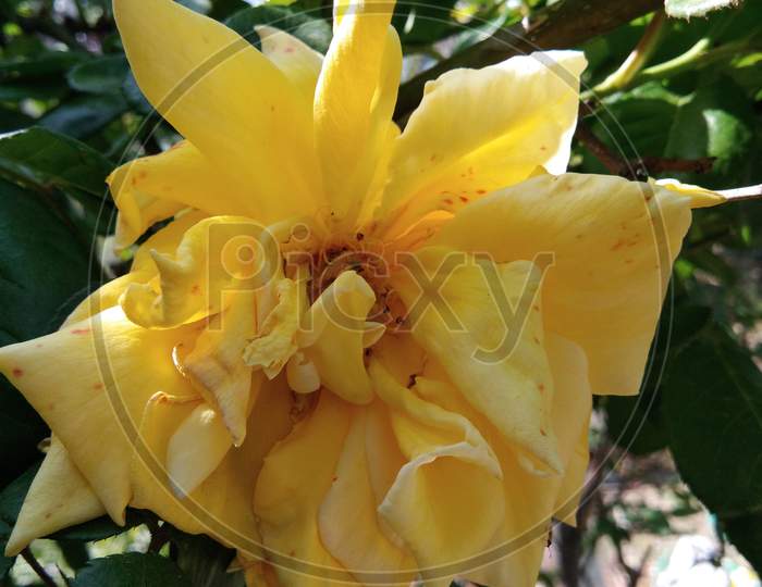 The very  beautiful and pretty Yellow petal Rose flower with green leaves background.