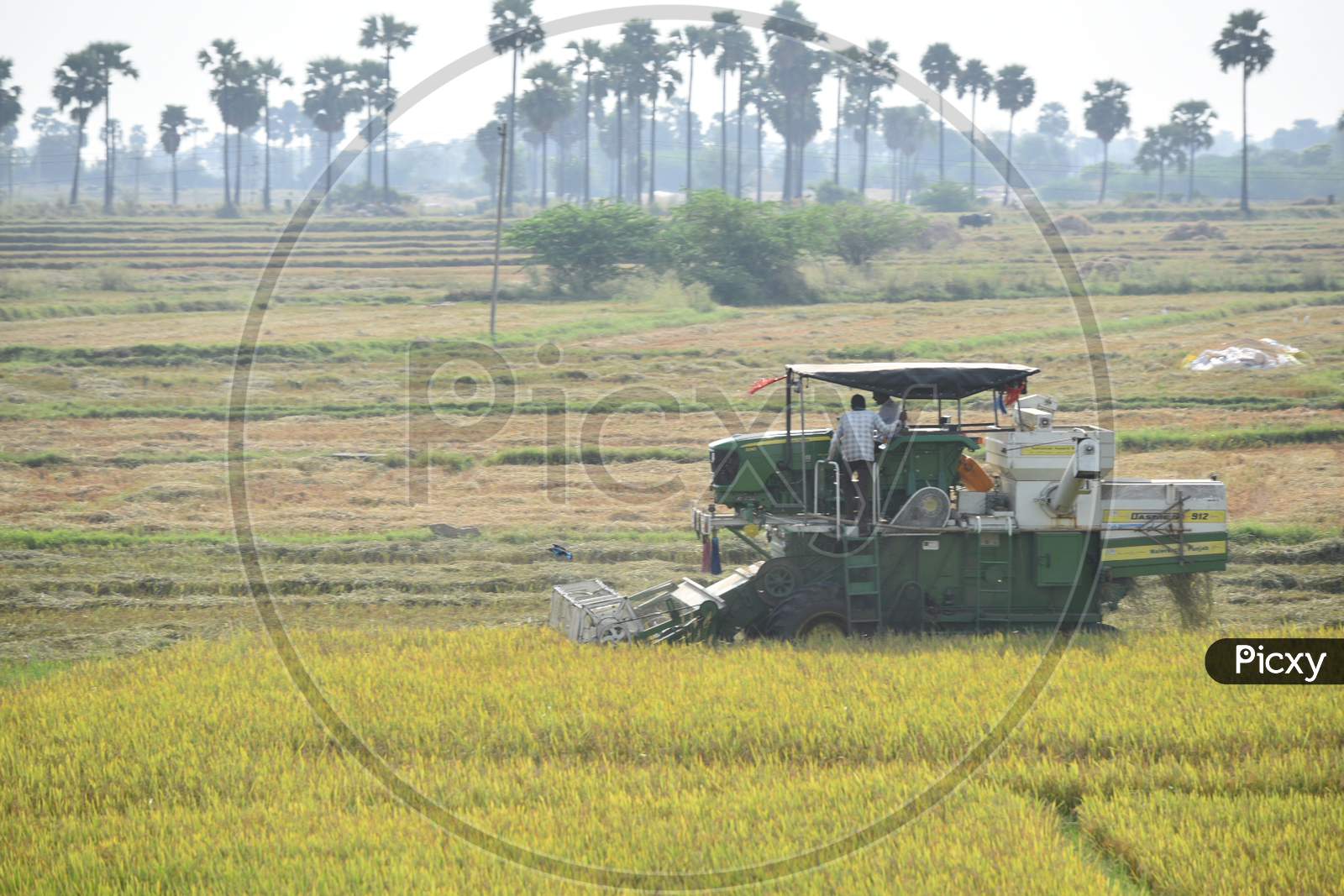 Farmers use Paddy Cutting machinery to extract Paddy from the crops as the daily labour