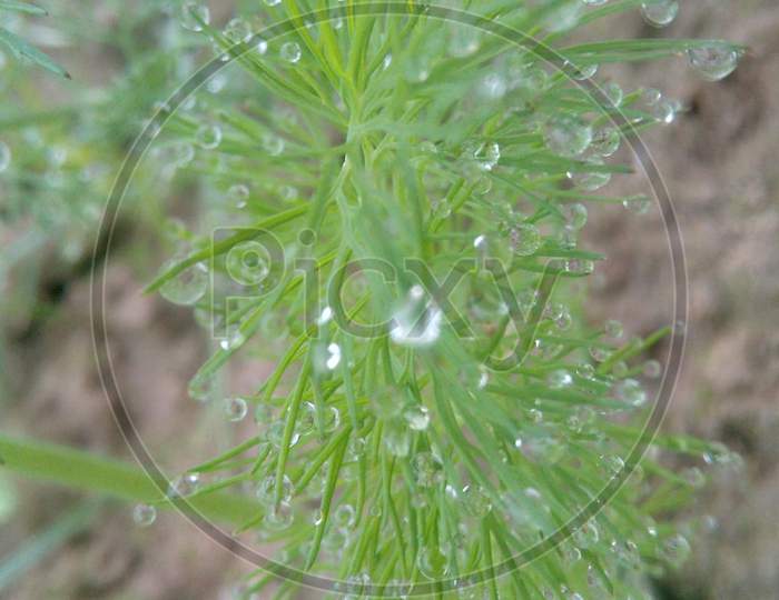 Rain Water Droplets  on Green Plant Leafs Closeup