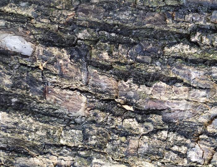 Texture Of Wood Bark Forming a background