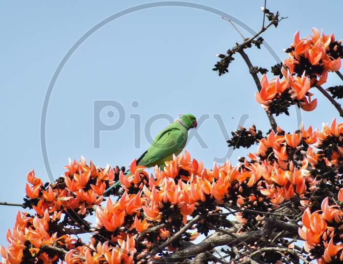 The Rose-Ringed Parakeet, Also Known As The Ring-Necked Parakeet, Is A Medium-Sized Parrot In The Genus Psittacula, Of The Family Psittacidae.
