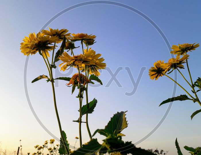 Beautiful Yellow flowers landscape image in blue sky and sunset in India