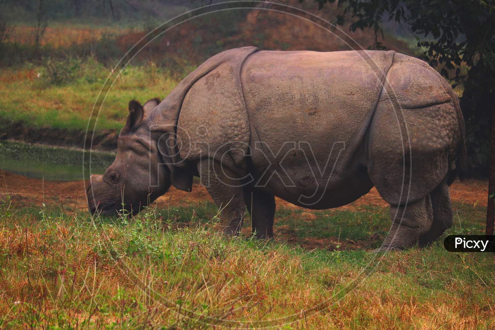 Rhinoceros Eating Grass From Ground