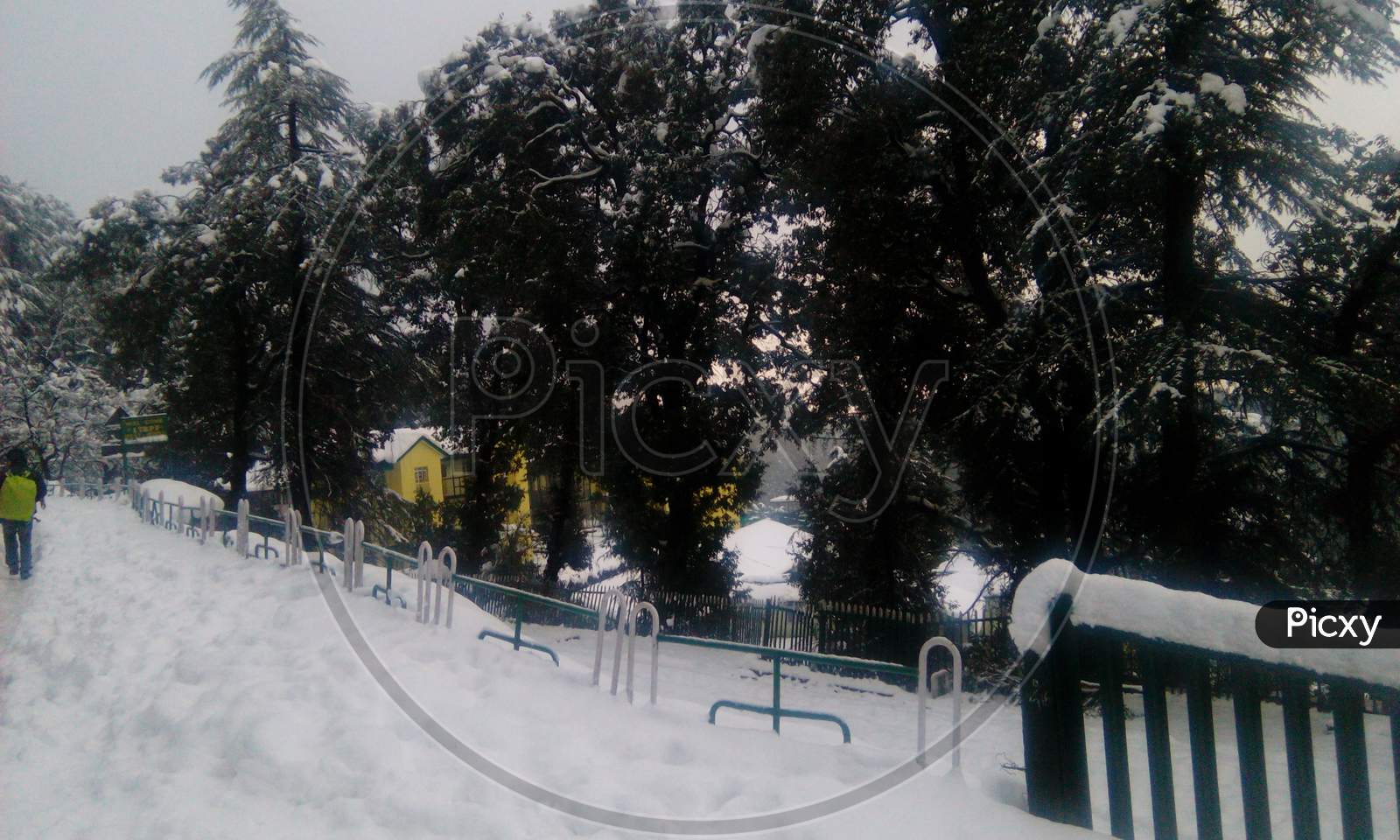 Snow Covered Trees in Winter, Himachal Pradesh
