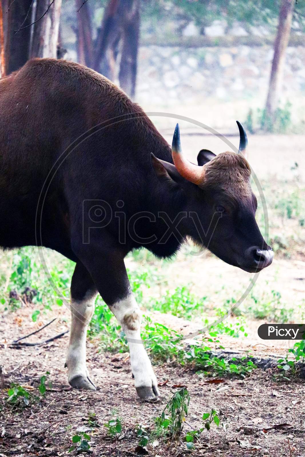 Single Cattle Standing In A Green Field