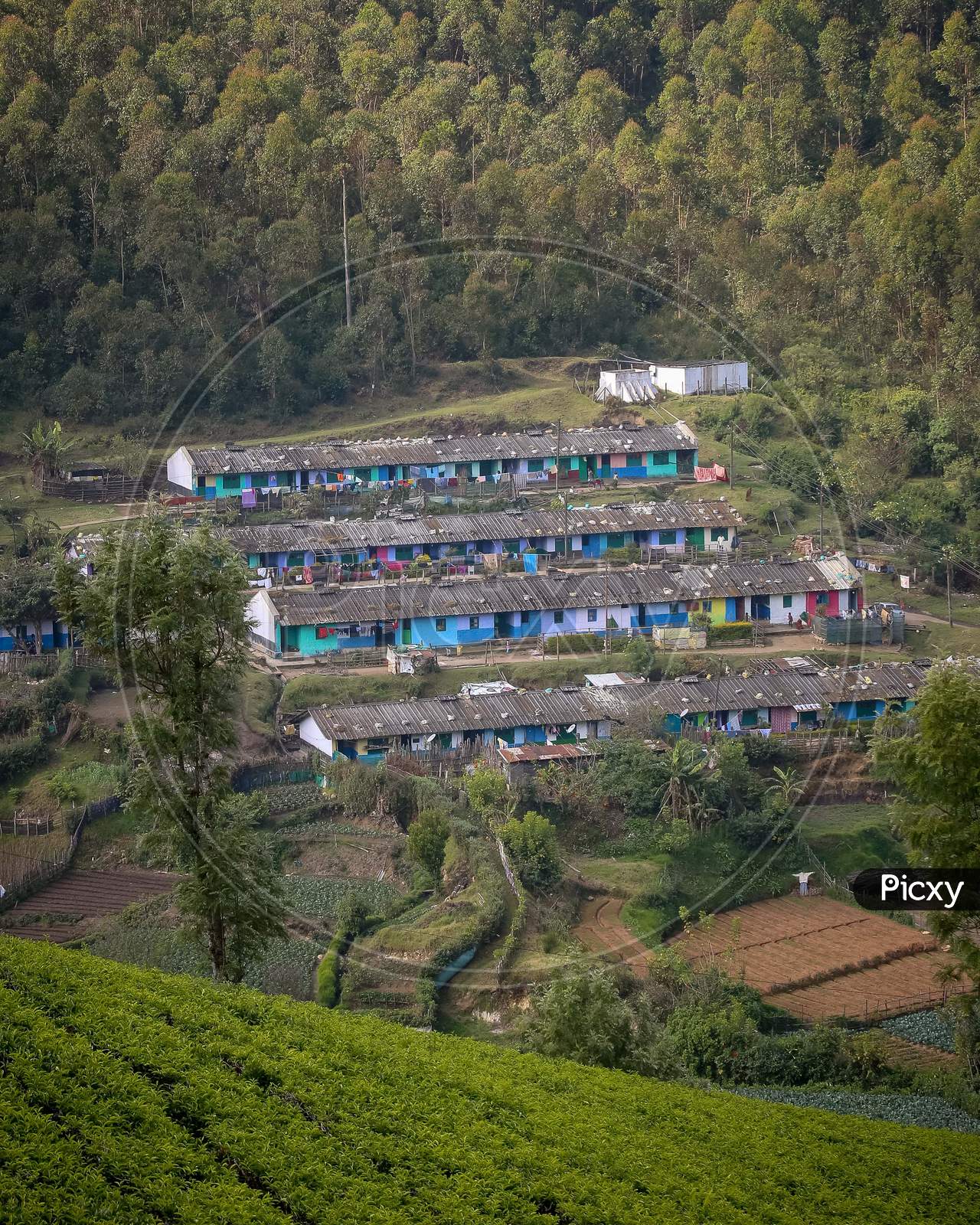 Tea Plantation Workers Homes or Camp Stations in Munnar