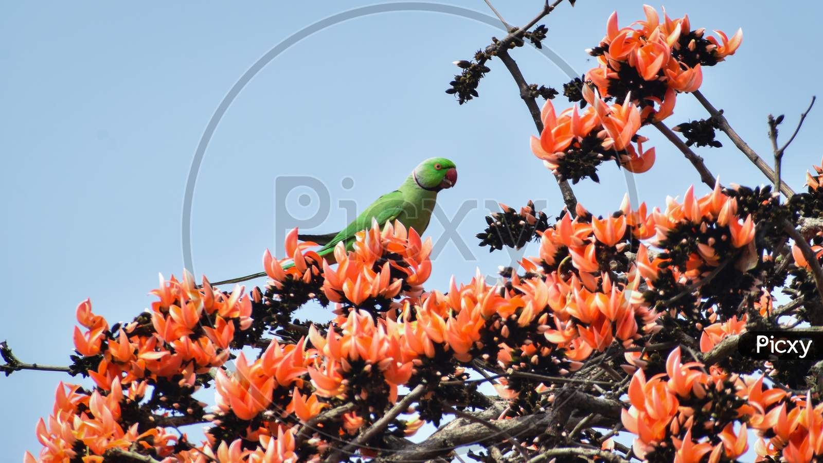The Rose-Ringed Parakeet, Also Known As The Ring-Necked Parakeet, Is A Medium-Sized Parrot In The Genus Psittacula, Of The Family Psittacidae.