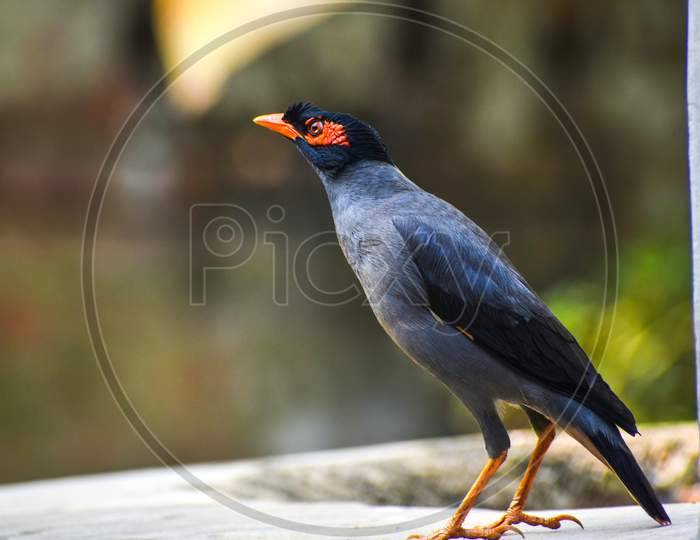 The Common Myna Or Indian Myna, Sometimes Spelled Mynah, Is A Member Of The Family Sturnidae Native To Asia.