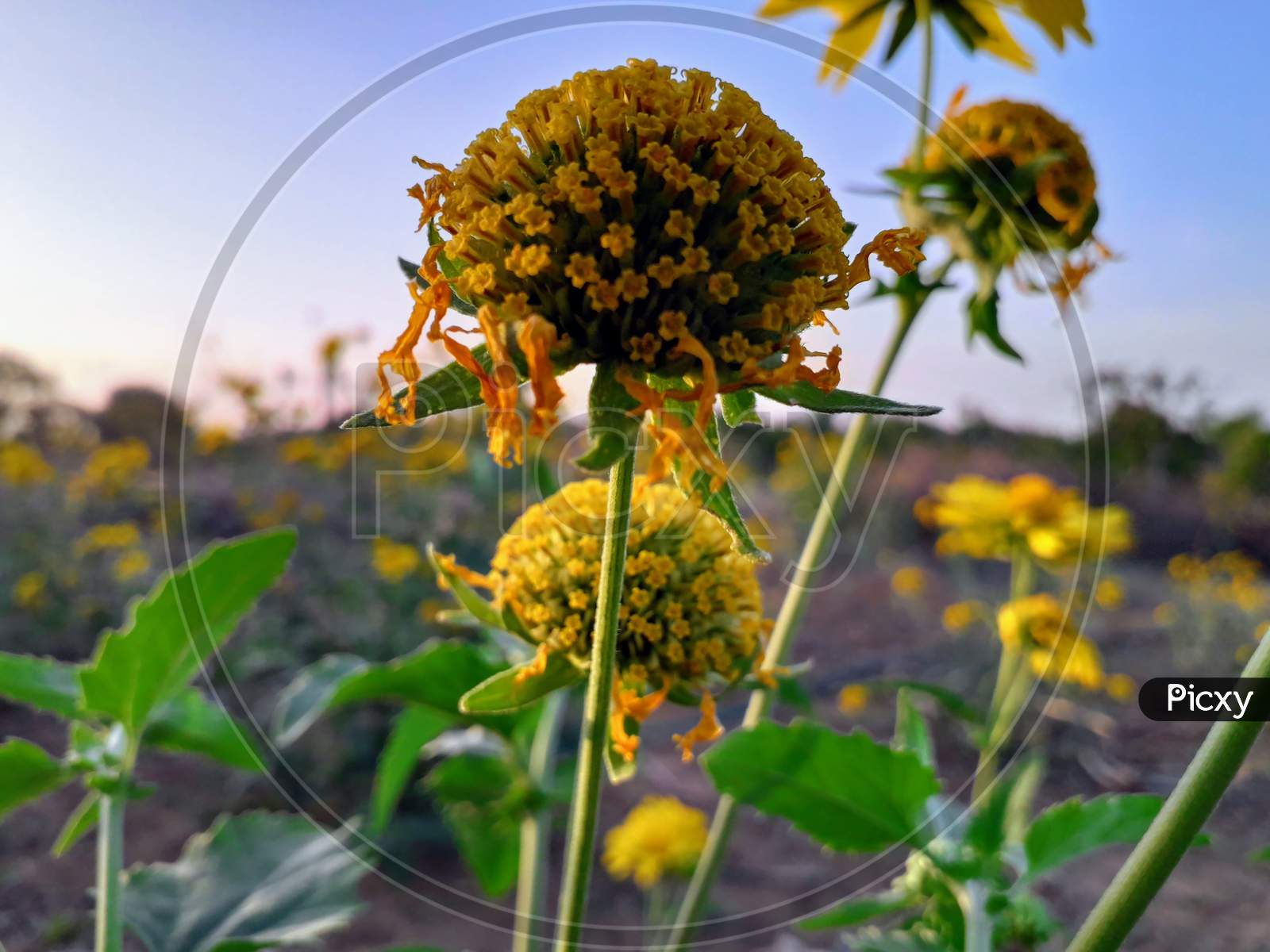 Beautiful Yellow flowers landscape image in blue sky and sunset in India