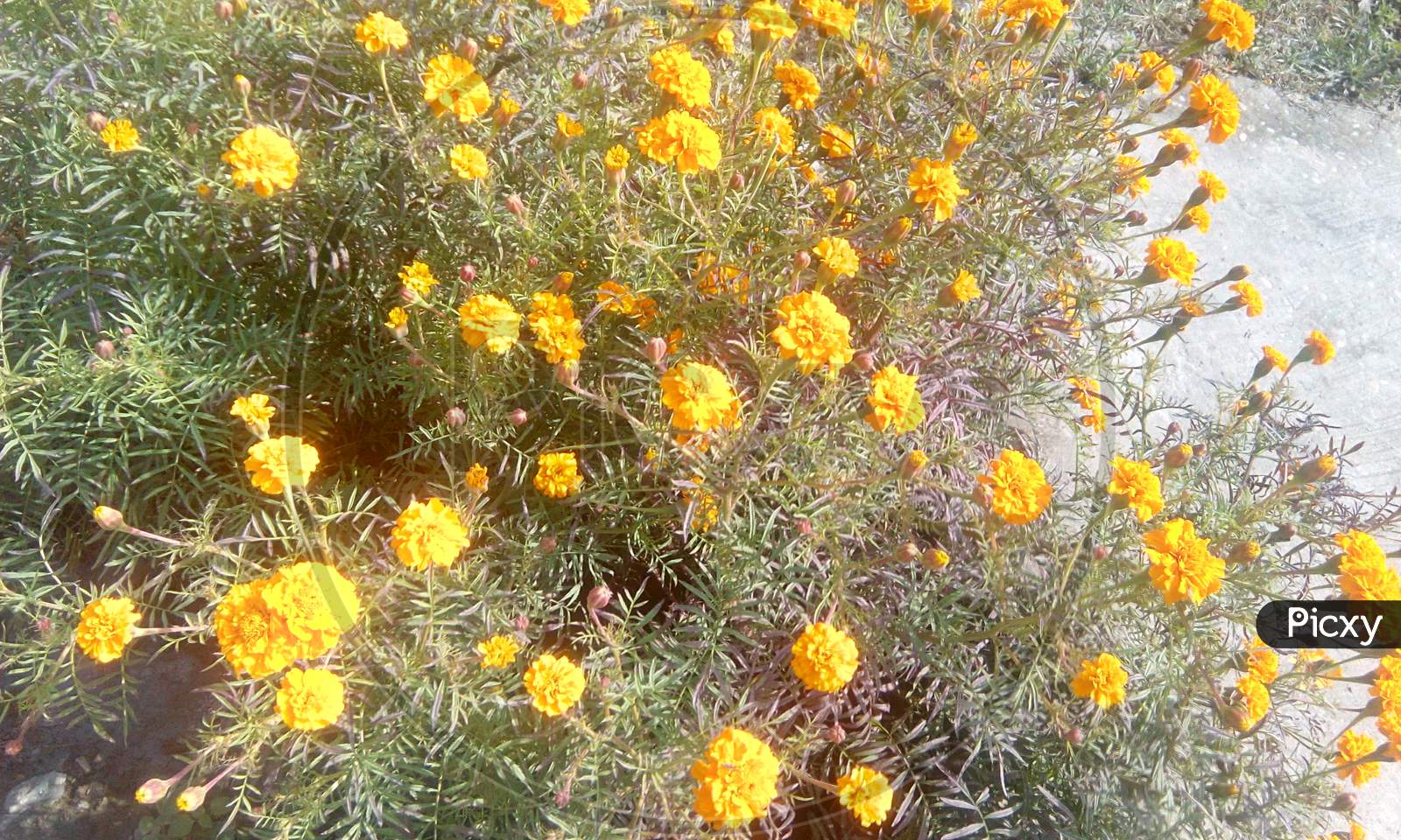 Yellow Marie Gold Flowers blooming on Plants