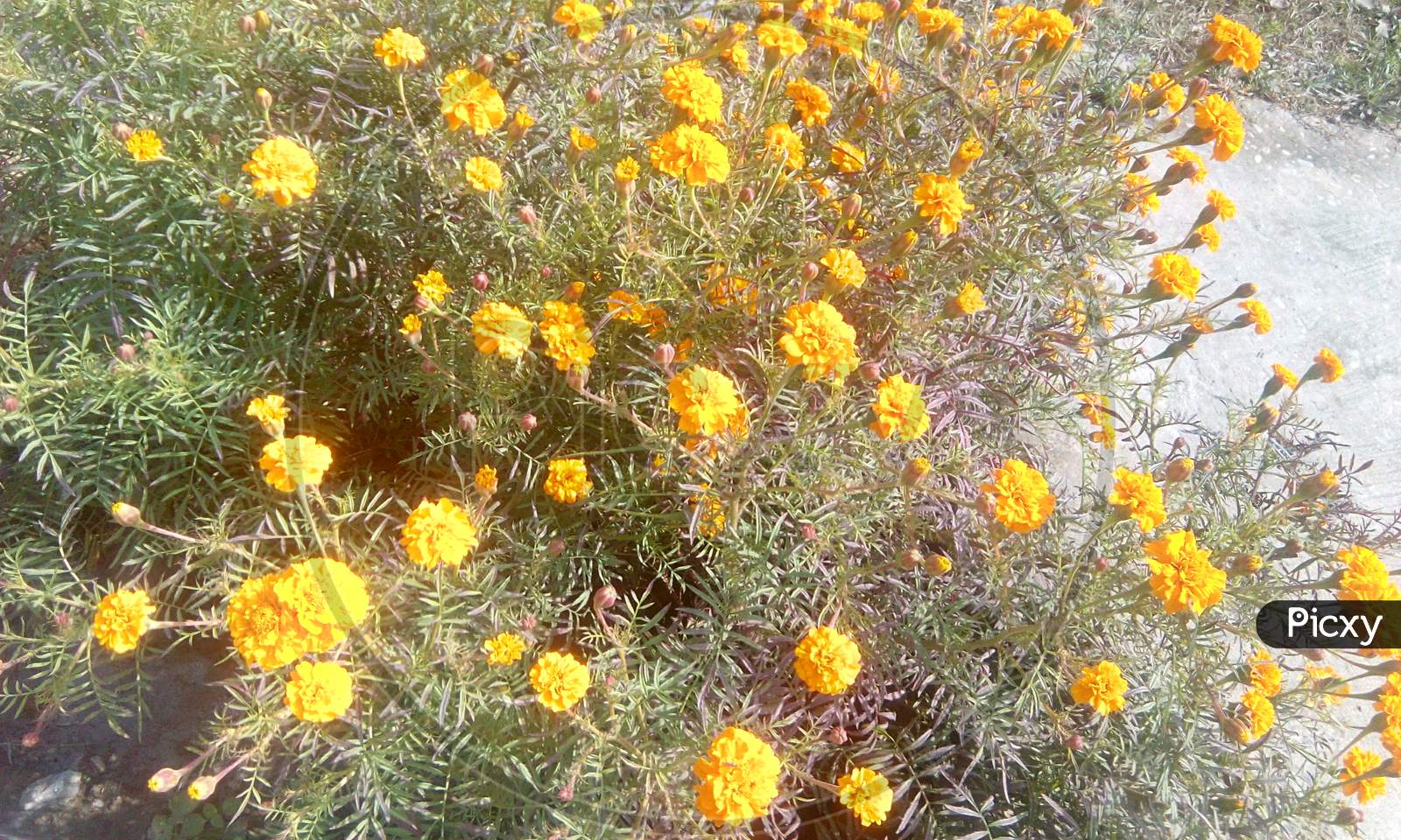 Yellow Marie Gold Flowers blooming on Plants
