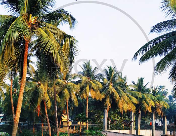 Beautiful coconut trees in between the houses