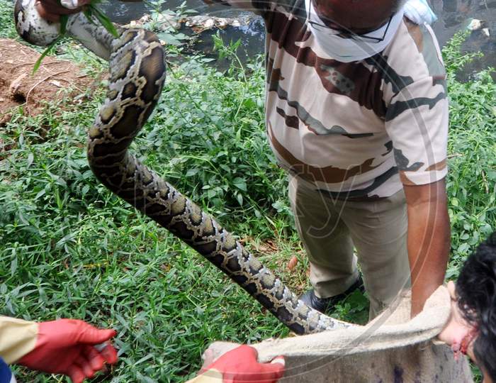 Forest Official Rescued A Python From A Residential Area In Guwahati On Thursday, April, 16,2020.