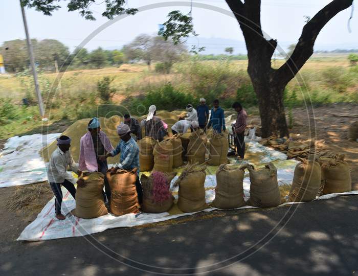 Daily workers fill gunny bags with paddy at a Rice procurement centre. these centres are installed in every village across Telangana to procure rice amid coronavirus Covid 19 pandemic