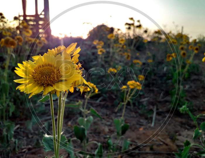 Beautiful yellow flowers in the evening during sunset and with flares of sunlight