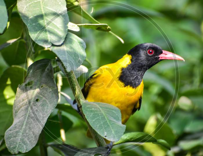 The Black-Headed Oriole Is A Species Of Bird In The Family Oriolidae. It Is Found In Africa And Has A Very Striking Appearance With A Bright Yellow Body, Contrasting Black Head And Flesh Coloured Beak.